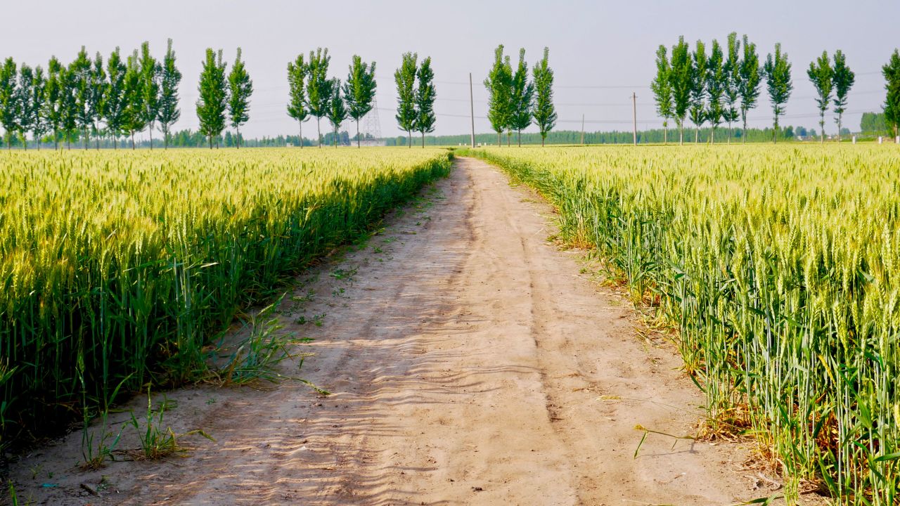 A dirt road cuts through fields at Selina Wang's relatives' home village in Henan, China.