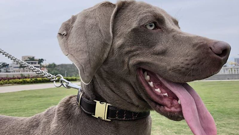 Best dog discount collars and leashes