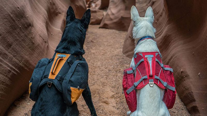 are harnesses or collars better for dogs