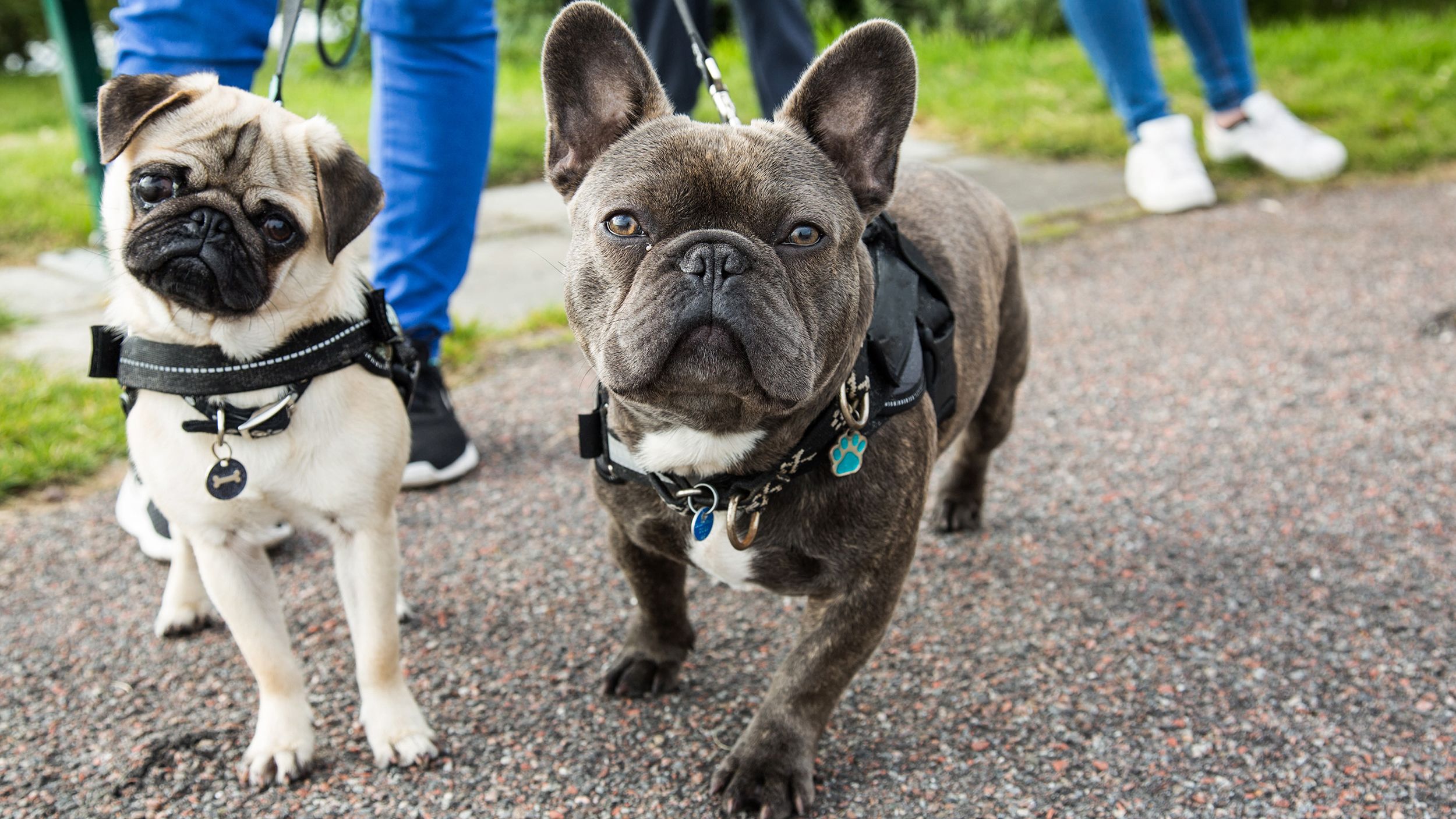 Luxury Nylon Designer Pet Harness Puppy Accessories Dog Backpack
