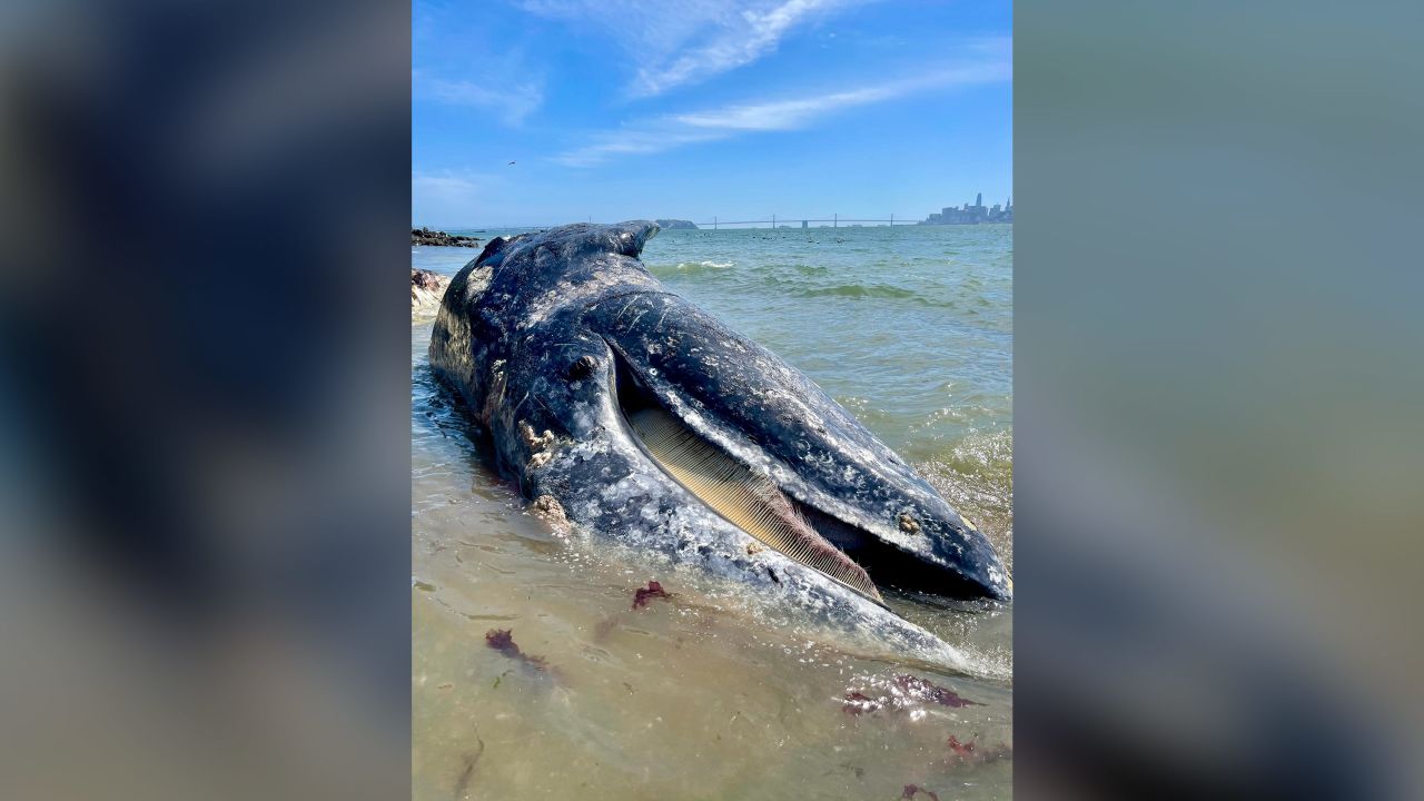 Four gray whales have been found dead in the San Francisco Bay Area, including this male found Thursday. His cause of death was attributed to a ship strike. 