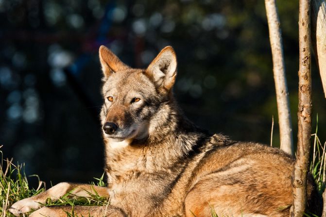 When hunting and habitat loss put the <a href="index.php?page=&url=https%3A%2F%2Fnywolf.org%2Flearn%2Fred-wolf%2F" target="_blank" target="_blank">red wolf </a> on the brink of extinction in the 1970s, conservationists rounded up the remaining animals for a captive breeding program. Just 17 were found, and in 1980, the species was declared extinct in the wild. The captive breeding program was a success, though -- four pairs were released in North Carolina in <a href="index.php?page=&url=https%3A%2F%2Fwww.biologicaldiversity.org%2Fspecies%2Fmammals%2Fred_wolf%2Findex.html" target="_blank" target="_blank">1987</a>, and the population peaked at 130 wolves in 2006. However, mismanagement of the program means the red wolf is facing extinction in the wild for the second time: in February 2021, there were just 10 known free-living animals.