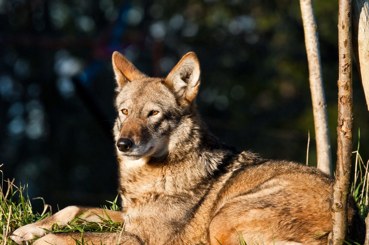 When hunting and habitat loss put the <a href="https://nywolf.org/learn/red-wolf/" target="_blank" target="_blank">red wolf </a> on the brink of extinction in the 1970s, conservationists rounded up the remaining animals for a captive breeding program. Just 17 were found, and in 1980, the species was declared extinct in the wild. The captive breeding program was a success, though -- four pairs were released in North Carolina in <a href="https://www.biologicaldiversity.org/species/mammals/red_wolf/index.html" target="_blank" target="_blank">1987</a>, and the population peaked at 130 wolves in 2006. However, mismanagement of the program means the red wolf is facing extinction in the wild for the second time: in February 2021, there were just 10 known free-living animals.