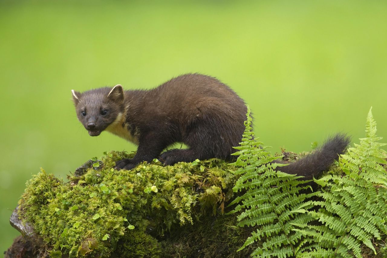 Once a common sight, the pine marten (a close relative of the <a href=