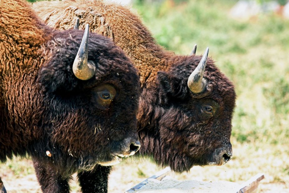 The Steppe bison was an important part of England's ecosystem until the giant mammals went extinct around <a href="https://edition.cnn.com/2020/07/12/world/wild-bison-return-uk-wildlife-trnd/index.html" target="_blank">10,000 years ago</a>. Now, Kent Wildlife Trust is leading a project to bring back its close relative, the European bison. The UK is one of the world's most <a href="https://www.wwf.org.uk/future-of-UK-nature" target="_blank" target="_blank">nature-depleted countries</a>, and the project hopes that as "ecosystem engineers" the bison will help to revive Kent's ancient woodland. The first herd was released into woods near Canterbury in 2022. 