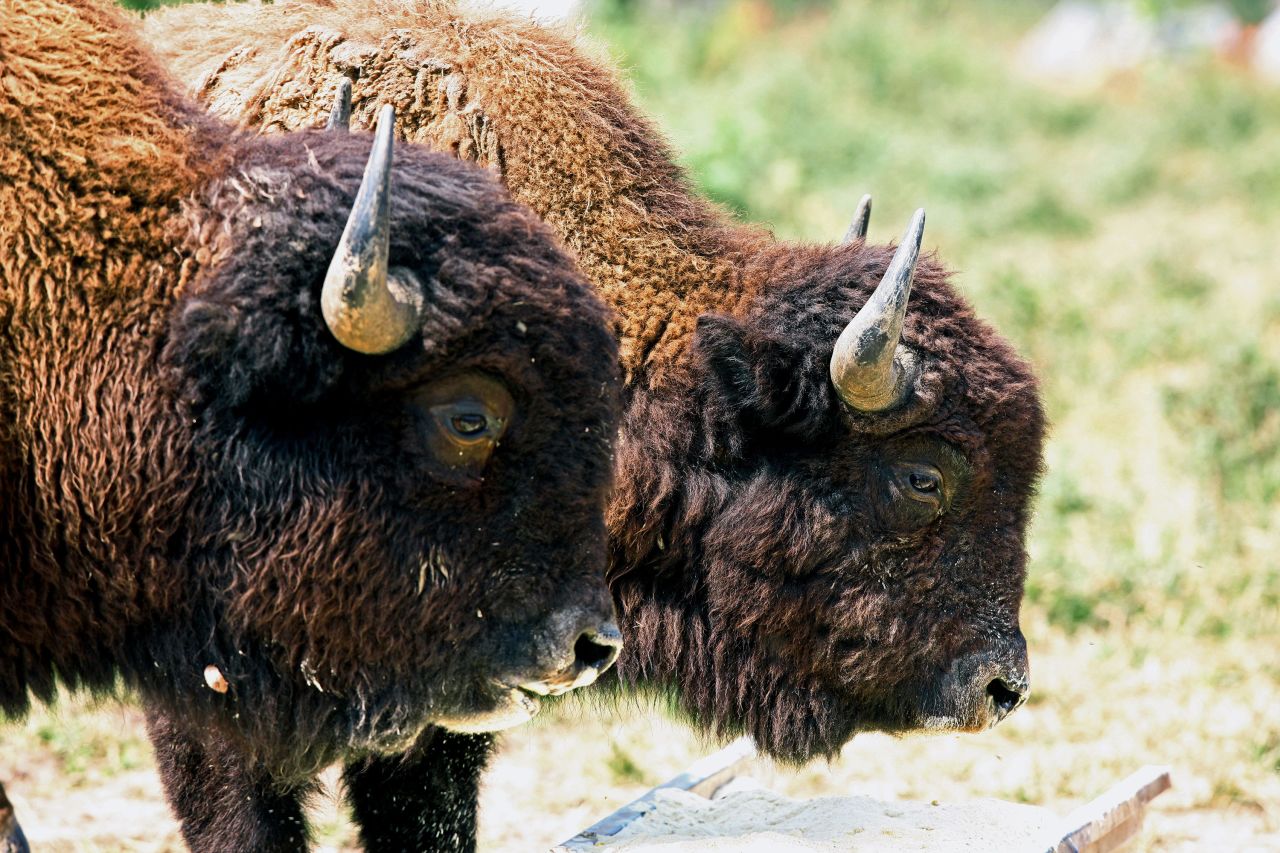 The Steppe bison was an important part of England's ecosystem until the giant mammals went extinct around <a href=