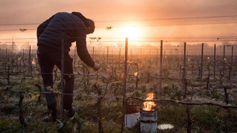 A man checks vine buds as anti-frost candles burn in the Luneau-Papin vineyard near Nantes on April 12.