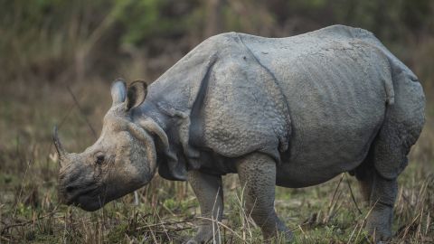 Photos provided by Nepal's Department of National Parks and Wildlife Conservation show the rising one-horned rhino population in the country.