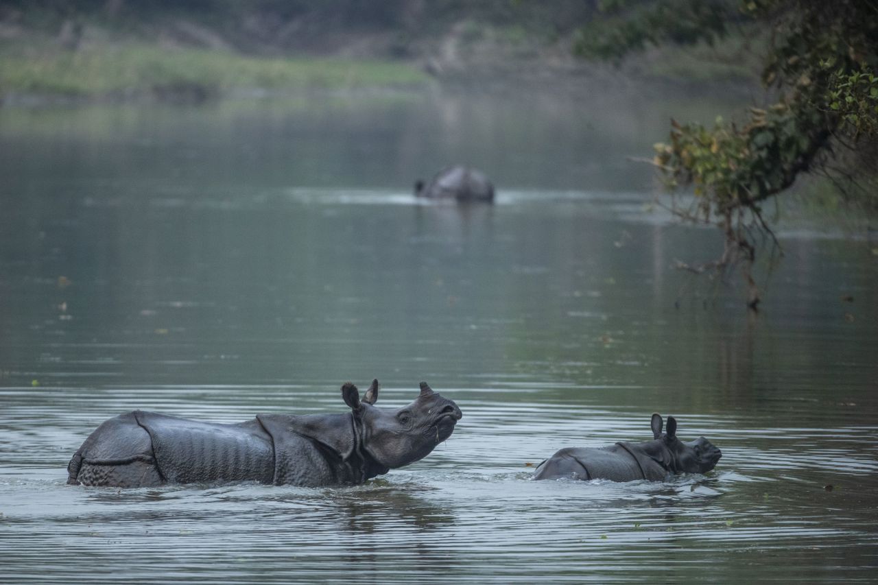 A baby and an adult one-horned rhino seen in photos provided by Nepal's Department of National Parks and Wildlife Conservation.