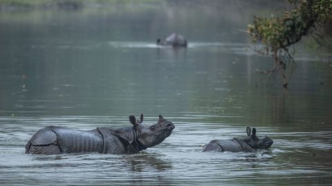 A baby and an adult one-horned rhino seen in photos provided by Nepal's Department of National Parks and Wildlife Conservation.