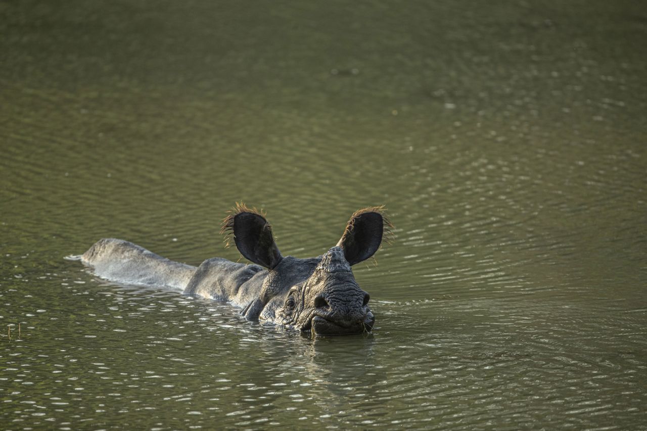 It is the largest number of one-horned rhinos seen in the area in more than 20 years.