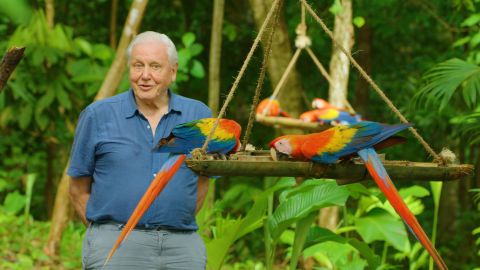 Sir David Attenborough in the Netflix docuseries 'Life in Color.'