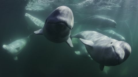 Beluga whales in the Disney+ docuseries 'Secrets of the Whales' (Peter Kragh/National Geographic for Disney+).