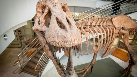 A team of experts say that billions of T. rex roamed North America.