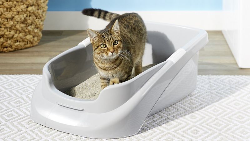 What kind of litter box is best for clearance kittens