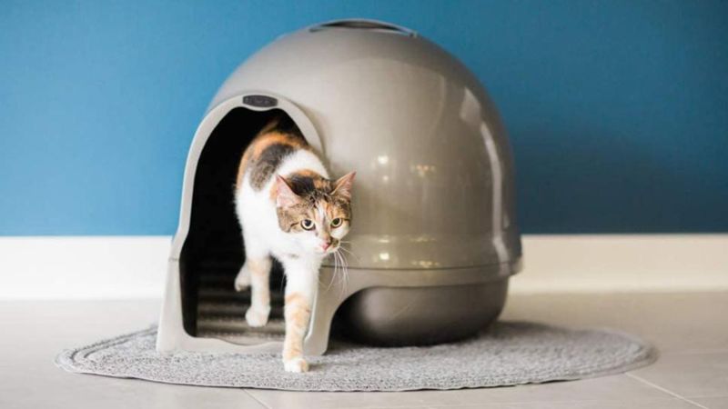 best cat litter box for large cats