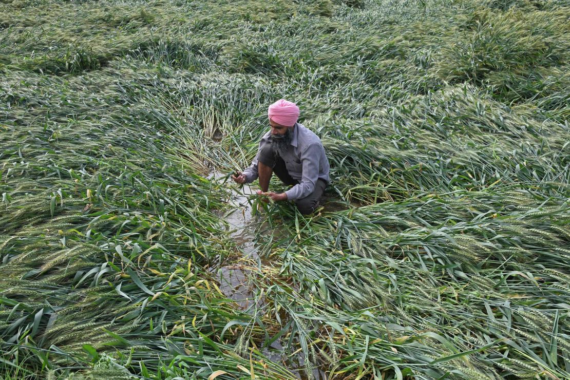 Wheat is damaged near Amritsar after heavy rains moved through the region on March 23, 2021.