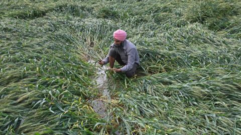 Wheat is damaged near Amritsar after heavy rains moved through the region on March 23, 2021.
