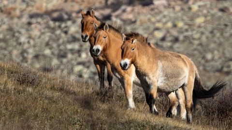 One of the most iconic reintroduction success stories, Przewalski's horse went extinct in the wild in the 1960s, but were returned to the Mongolian steppe in 1992.