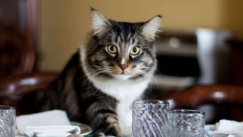 Cat food company makes a cookbook for humans