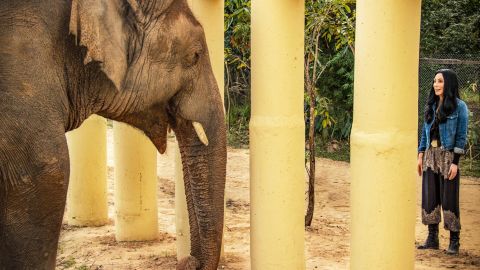 'Cher & the Loneliest Elephant' premieres on Paramount+, and later Smithsonian Channel (Zoobs Ansari).