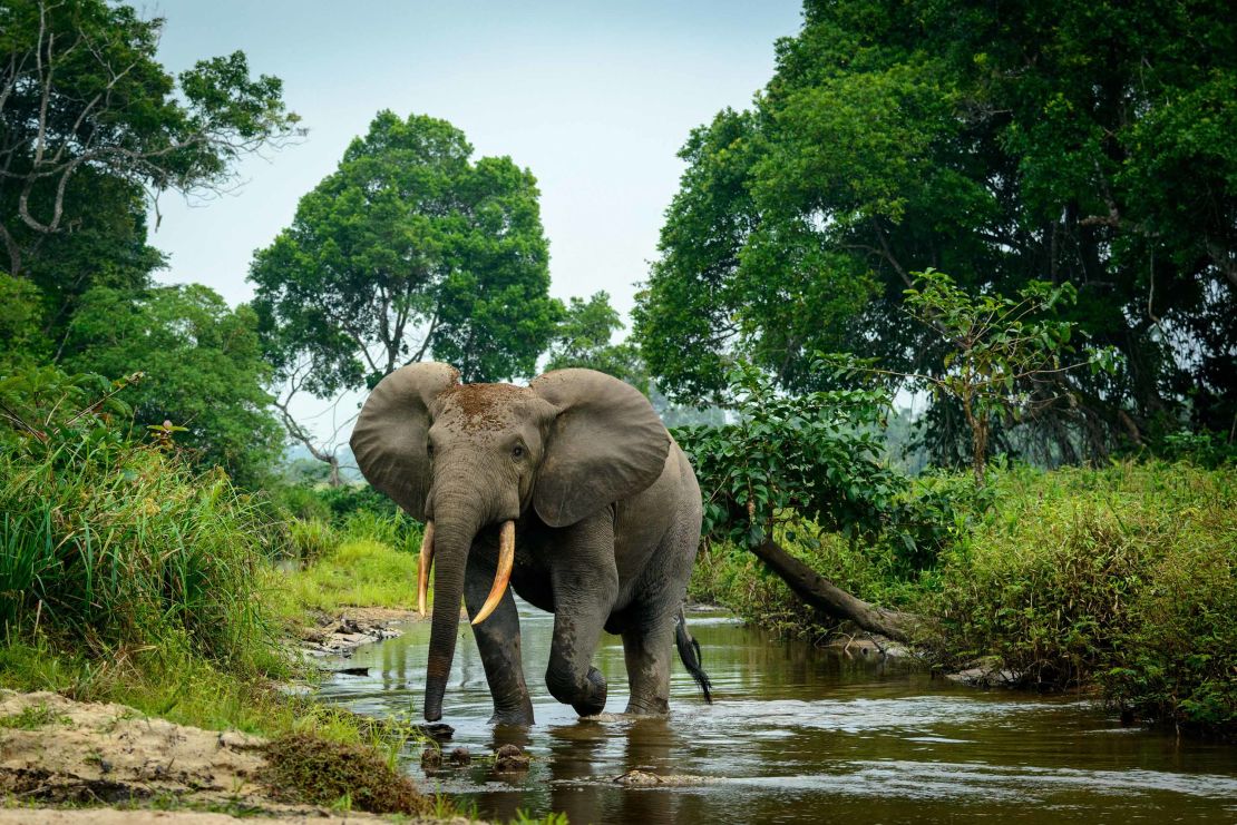 An African forest elephant is pictured in the Lekoli River, Odzala-Kokoua National Park, Cuvette-Ouest Region, Republic of the Congo in August 2014.