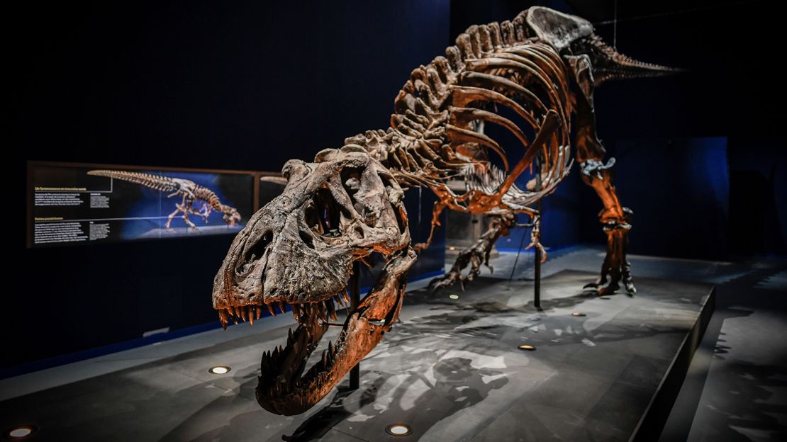This 67-million-year-old skeleton of a Tyrannosaurus rex was discovered in 2013 and is one of the most complete ever found.