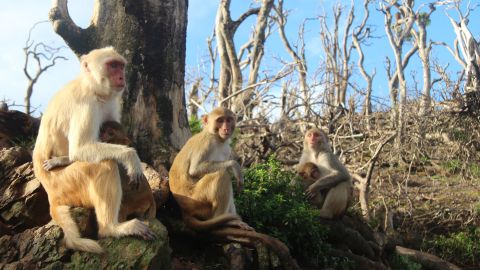 Rhesus macaques, a species of monkeys on Cayo Santiago Island, formed new friendships after Hurricane Maria swept through their island in 2017.