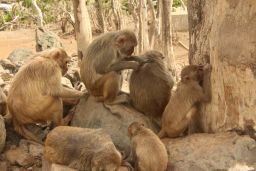 The monkeys groom each other as a way to bond with one another.