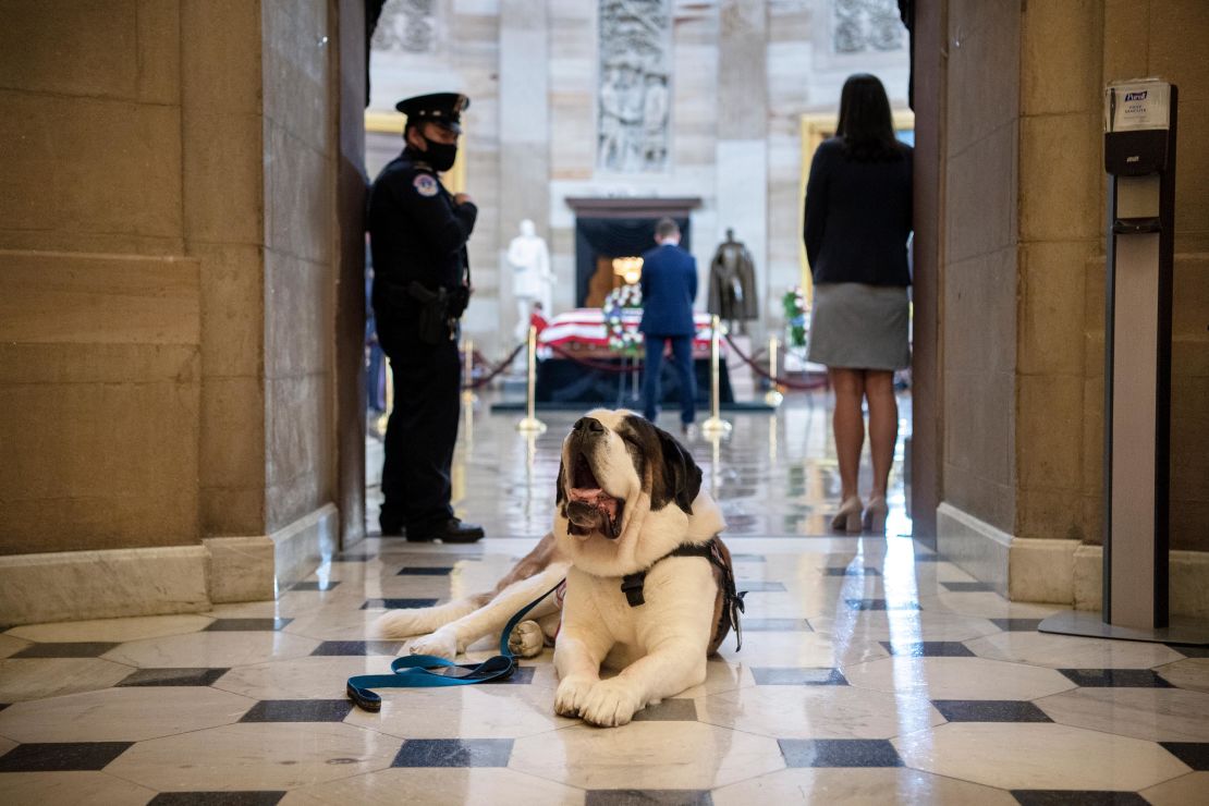 Official police comfort dog Officer Clarence from Greenfield, Massachusetts.