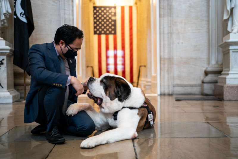 St bernard hot sale therapy dog