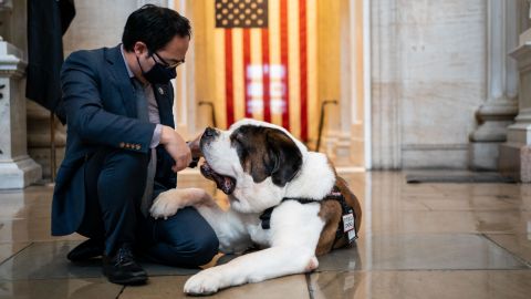Rep. Andy Kim, a New Jersey Democrat, pets Officer Clarence, a Saint Bernard with the Greenfield Massachusetts Police Department in the Rotunda of the US Capitol Building on Thursday in Washington, DC. 