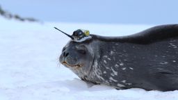 The team sedate the seal with a blow dart and glue a smartphone-sized device to the fur on the back of its head. When the seal comes to the surface for air, the device transmits the information via satellite.