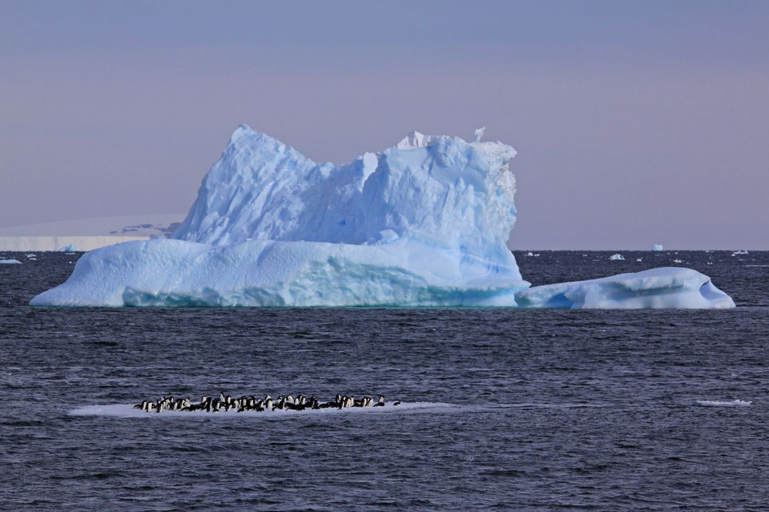 Antarctica, the world's fifth largest continent, is home to millions of seals and seabirds.