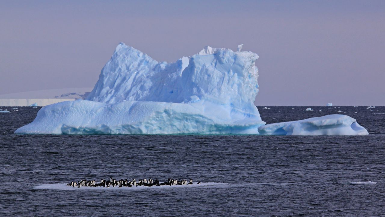 Antarctica, the world's fifth largest continent, is home to millions of seals and seabirds.