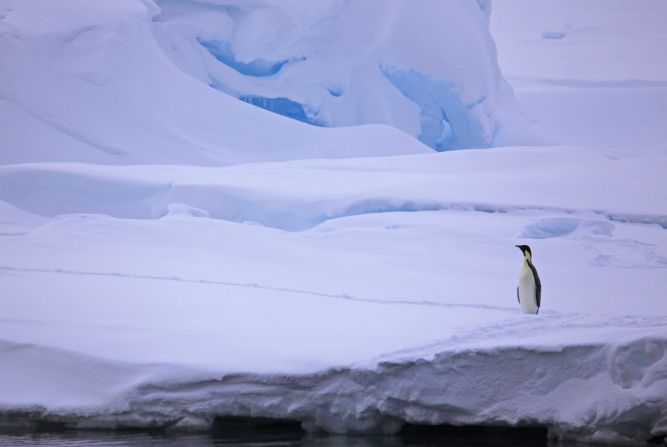 Between 1992 and 2017, the continent lost around<a href="https://www.researchgate.net/publication/325876956_Mass_balance_of_the_Antarctic_Ice_Sheet_from_1992_to_2017" target="_blank" target="_blank"> 2.7 trillion tons</a> of ice. Climate change in Antarctica will have a knock-on effect around the world. For some of the animals that live there, it could be catastrophic: a recent study suggests the emperor penguin population may be reduced by <a href="https://www.oceanographicmagazine.com/news/antarcticas-emperor-penguins/" target="_blank" target="_blank">50%</a>.