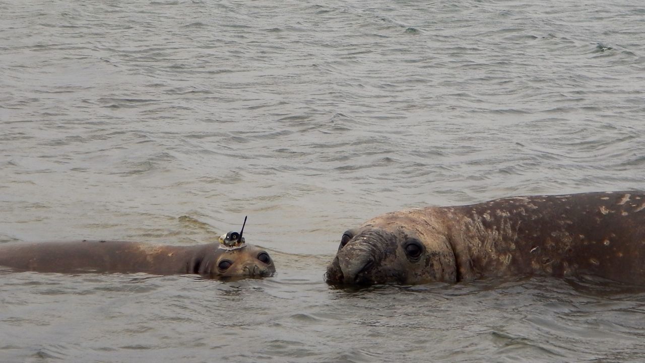 The project run by the Seal Mammal Research Unit at St. Andrews University tags Weddell and southern elephant seals.