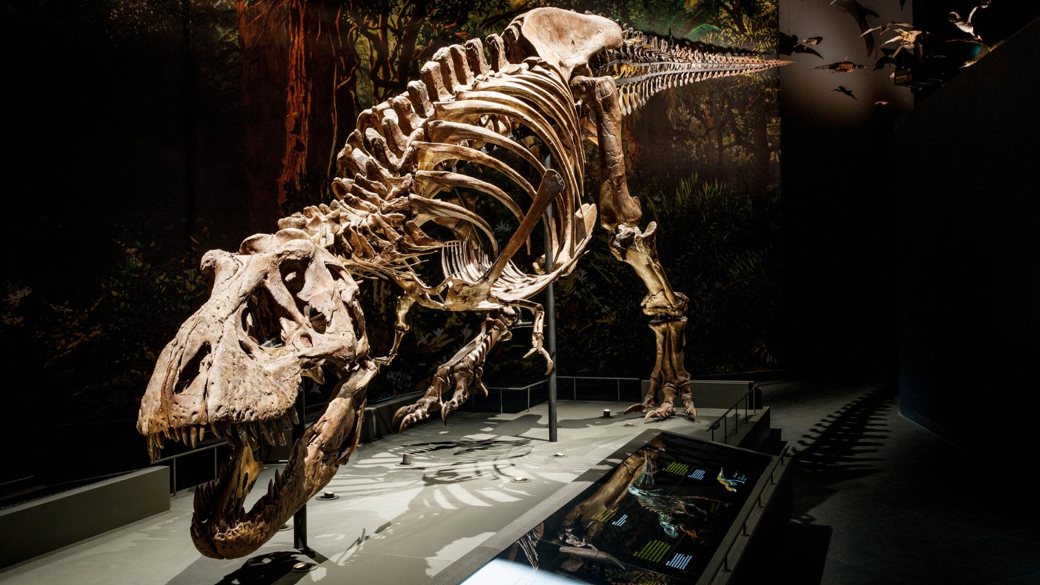 T-rex dinosaur could not have run at high speed, says study