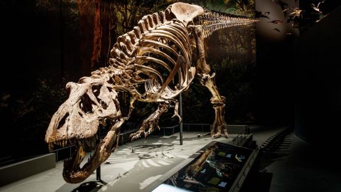 Tyrannosaurus rex had a walking speed similar to many living species including humans, a new study by Dutch paleontologists has revealed.