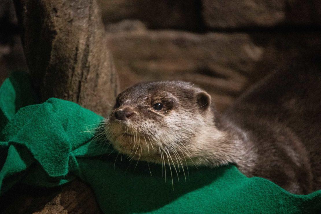 The Georgia Aquarium said it tested its Asian small-clawed otters after they showed symptoms.