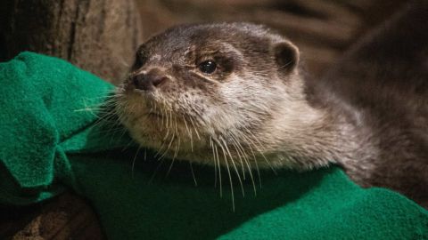 The Georgia Aquarium said it tested its Asian small-clawed otters after they showed symptoms.