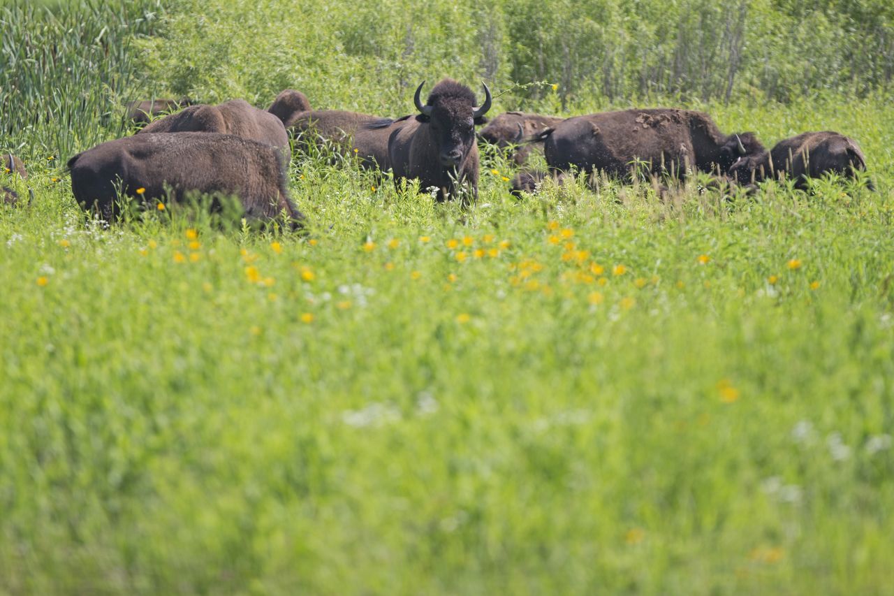 In the US, less than 15% of tallgrass prairie remains, most of it converted to farmland or lost to development. But as conservationists work to revive this iconic landscape, they have looked for help from an <a href="https://edition.cnn.com/2019/11/25/world/bison-saving-prairie-intl-c2e/index.html" target="_blank">unusually hairy ally</a> -- the bison. Up to 30 million bison once grazed on North America's wild grasslands but in the 20th century, they were nearly hunted out of existence. The Nature Conservancy has reintroduced more than 100 bison to Nachusa Grasslands in Illinois. Here, the natural behavior of these "ecosystem engineers" encourages the growth of wildflowers and helps native animal species to thrive.<br />