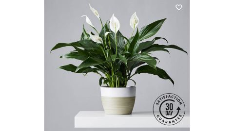 Peace Lily Plant