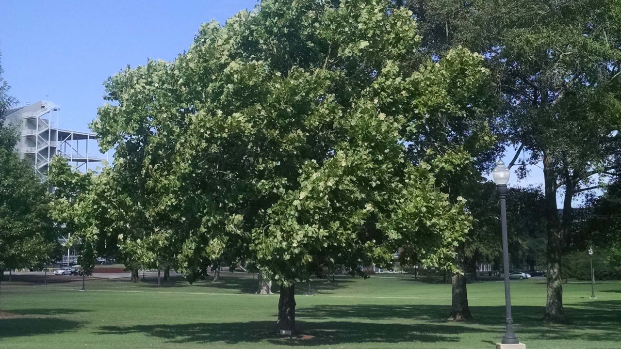 A sycamore moon tree planted at Mississippi State University in 1975. It grew from a seed that traveled to the moon and back during the Apollo 14 lunar mission. 