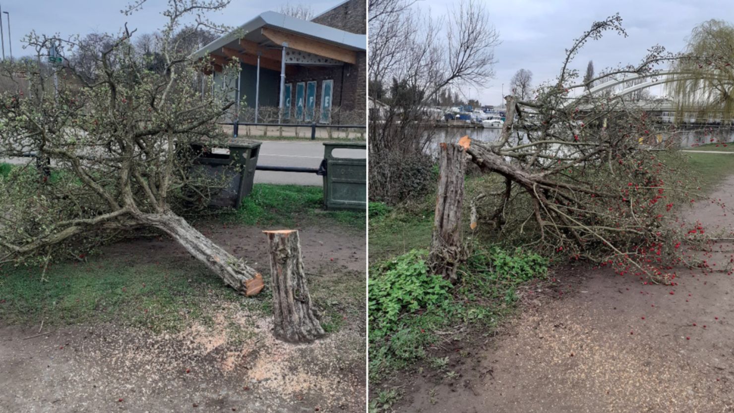Two of the trees that have fallen victim to the phantom culprit.