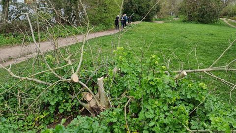 A vandalized tree along the banks of the River Thames in the Cowey Sale area of Walton-on-Thames, Elmbridge. Locals have described the situation as an "emergency."