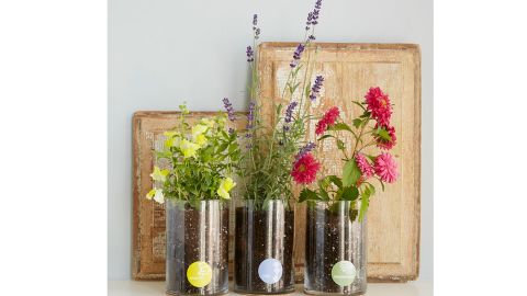Birth Month Flower Grow Kit