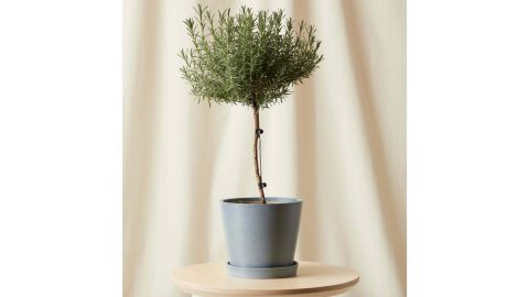Lavender Tree