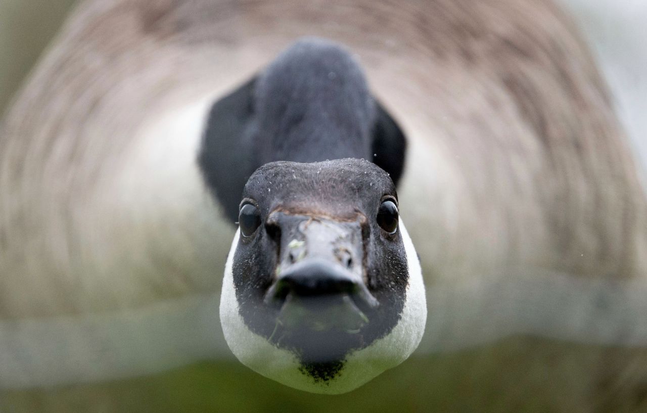 A goose walks across a meadow in Stuttgart, Germany, on April 19.