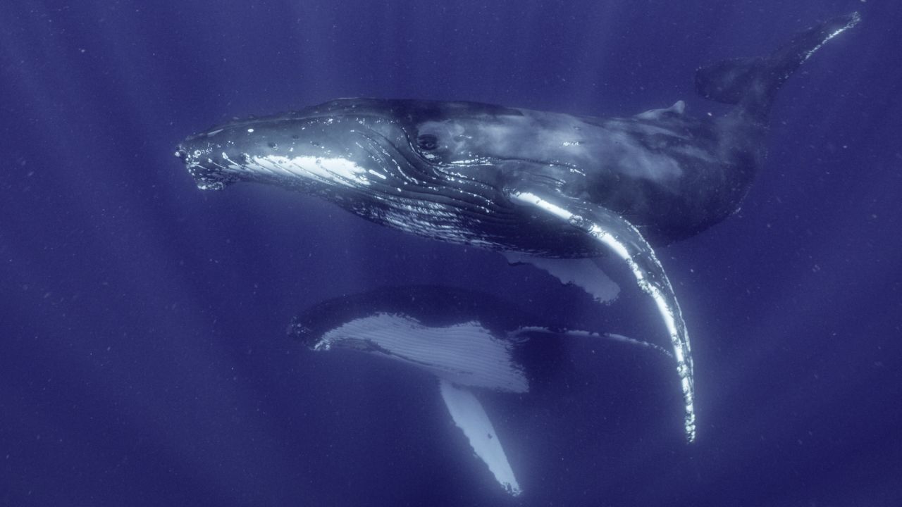 whale james cameron